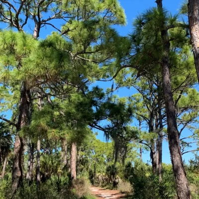 Honeymoon Island walking trail