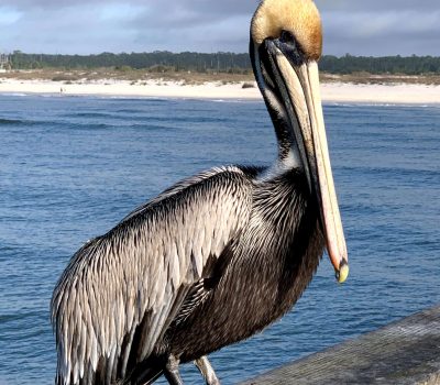 Pier pelican