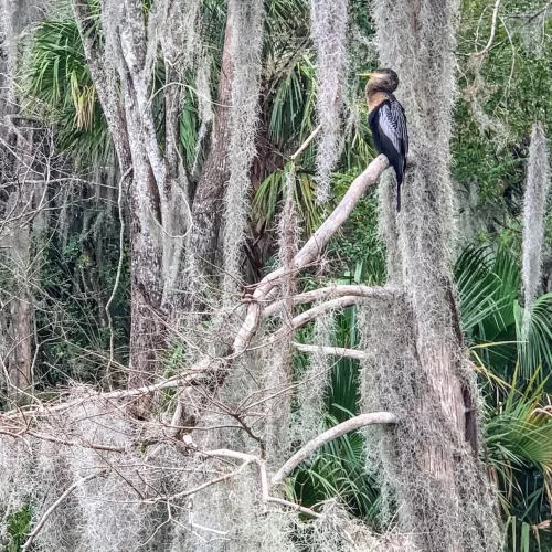 Palm Island Park Mount Dora Florida