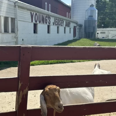 Young's Jersey Dairy Yellow Springs Ohio